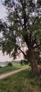 Old trees near road and lake Royalty Free Stock Photo