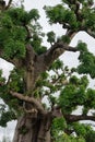 Old trees with newly sprouting leaves Royalty Free Stock Photo