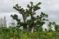 Old trees with newly sprouting leaves Royalty Free Stock Photo