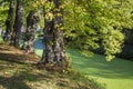 Old trees in the park, castle Wissen, Germany