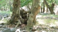 Old trees sticking together. thick roots sticking out. interesting event Royalty Free Stock Photo