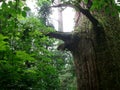 Old trees in Tianmu Mountain Royalty Free Stock Photo