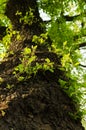 old trees and tree buds Royalty Free Stock Photo