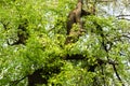 old trees and tree buds Royalty Free Stock Photo