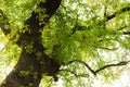 old trees and tree buds