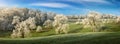 Old trees in winter on green frozen hills Royalty Free Stock Photo