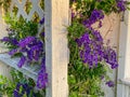 Old trellis garden shed fence with lush purple blooming flowers Royalty Free Stock Photo