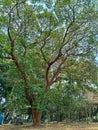 an old trembesi tree (samania saman), tall and large with many branches. the background is blue sky Royalty Free Stock Photo