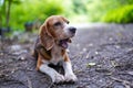 An old tri-colored beagle dog yawning, lay down on the ground outdoor Royalty Free Stock Photo