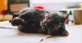 Old triple color cat on the table, Royalty Free Stock Photo