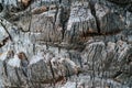 Old tropical palm tree bark weathered horizontal texture closeup