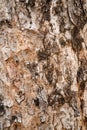 Old bark of tropical tree macro Royalty Free Stock Photo