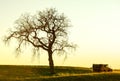 Old Truck and Oak at Sunset Royalty Free Stock Photo