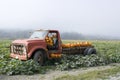 Old truck in pumpkin farm