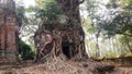 Old Trunk and Ancient Temple at Kor Ker