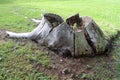 Old Trunk in a Park. Old wood at the ground. Ancient and tree.