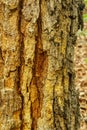 Old trunk texture, bark pattern Royalty Free Stock Photo