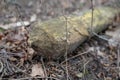 An old trunk and a tree trunk cut by a beaver. Trees and vegetation on the banks of the lake