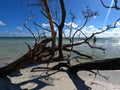 Old trunks of fallen dead tree on the beach under cloudy blue sky Royalty Free Stock Photo