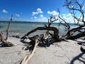 Old trunks of fallen dead tree on the beach under cloudy blue sky Royalty Free Stock Photo