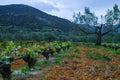 Old trunks and young green shoots of wine grape plants in rows in vineyard in spring Royalty Free Stock Photo