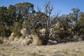 Old tumbleweeds stuck in the desert trees Royalty Free Stock Photo