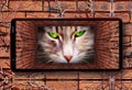 Old tunnel with brick wall, dry ivy and green cat eyes Royalty Free Stock Photo