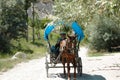 Old Turkish farmer driving horse & buggy