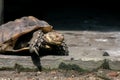 An old turtle is crawling in a cage at Saigon Botanic Garden, Ho Chi Minh city Vietnam