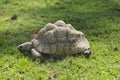 Old turtle Royalty Free Stock Photo