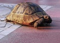 An old turtle with a huge shell