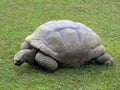 Old turtle with robust shell Royalty Free Stock Photo