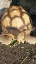 Old turtle smiling with kindle Royalty Free Stock Photo