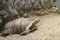 Old Turtle or tortoise on sand. Royalty Free Stock Photo