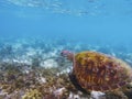 Old turtle in tropical sea shore. Marine tortoise underwater photo. Royalty Free Stock Photo