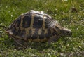 Old turtle waking after lonf winter sleeping Royalty Free Stock Photo