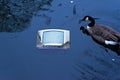 Old TV in pond water and floating goose Royalty Free Stock Photo