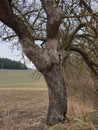 An old twisted apple tree growing solitary in the fields Royalty Free Stock Photo