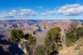 Old, twisted Juniper trees, Juniperus communis L. ( Cupressaceae), at the Grand Canyon, Arizona. Royalty Free Stock Photo