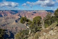 Old, twisted Juniper trees, Juniperus communis L. ( Cupressaceae), at the Grand Canyon, Arizona. Royalty Free Stock Photo