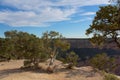 Old, twisted Juniper trees, Juniperus communis L. (Cupressaceae), on the edge of the Grand Canyon, Arizona. Royalty Free Stock Photo