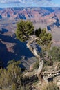 Old, twisted Juniper trees, Juniperus communis L. ( Cupressaceae), at the Grand Canyon, Arizona. Royalty Free Stock Photo