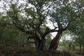 Old Twisted Oaktree In A Forest