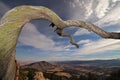 An old twisted tree extends outward over the foothills. Royalty Free Stock Photo