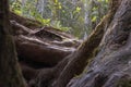 old twisted tree roots in a forest on a sunny day Royalty Free Stock Photo