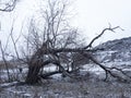 Old twisted tree in winter Royalty Free Stock Photo