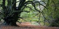 Old twisted tree in the woods