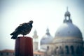 A Pigeon relaxing in Venice