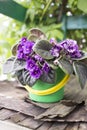 Old ugly violet grows in a pot on the street in good weather