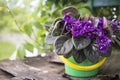 Old ugly violet grows in a pot on the street in good weather